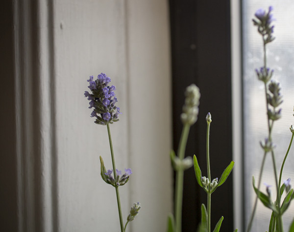 Lavender in my window